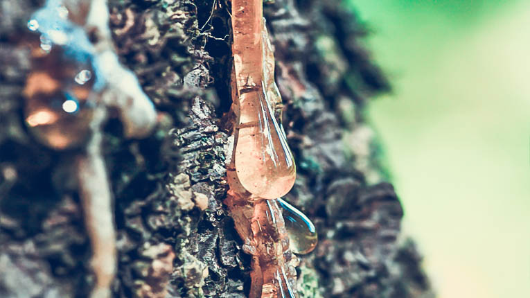 Birch Sap