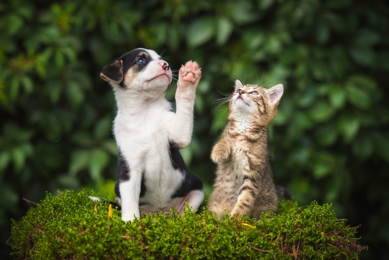 shutterstock_654539092